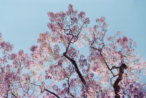 Tree Branches with Pink Blossoms Against the Blue Sky