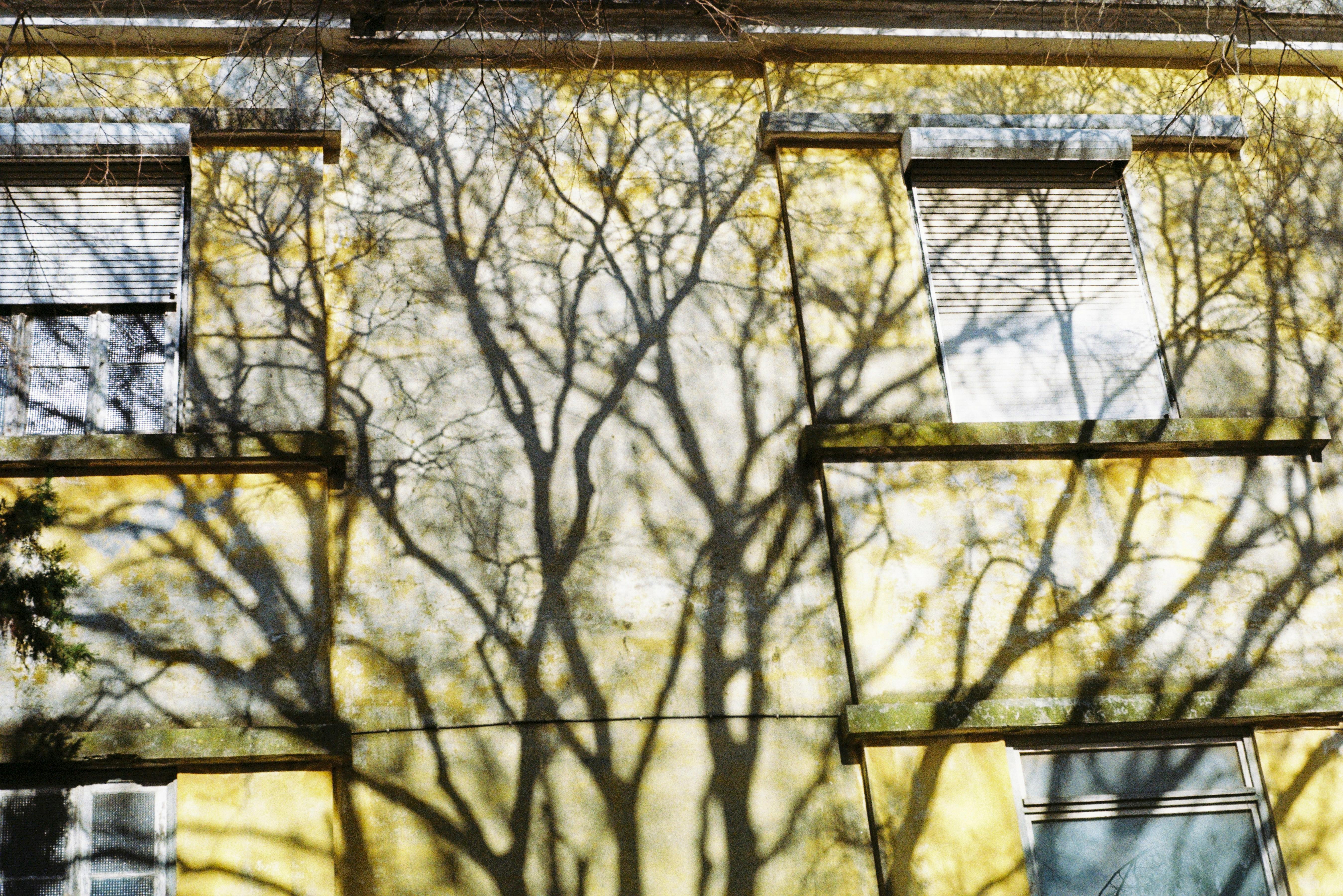 Shadows of trees cast on a yellow apartment facade in Lisbon, Portugal.