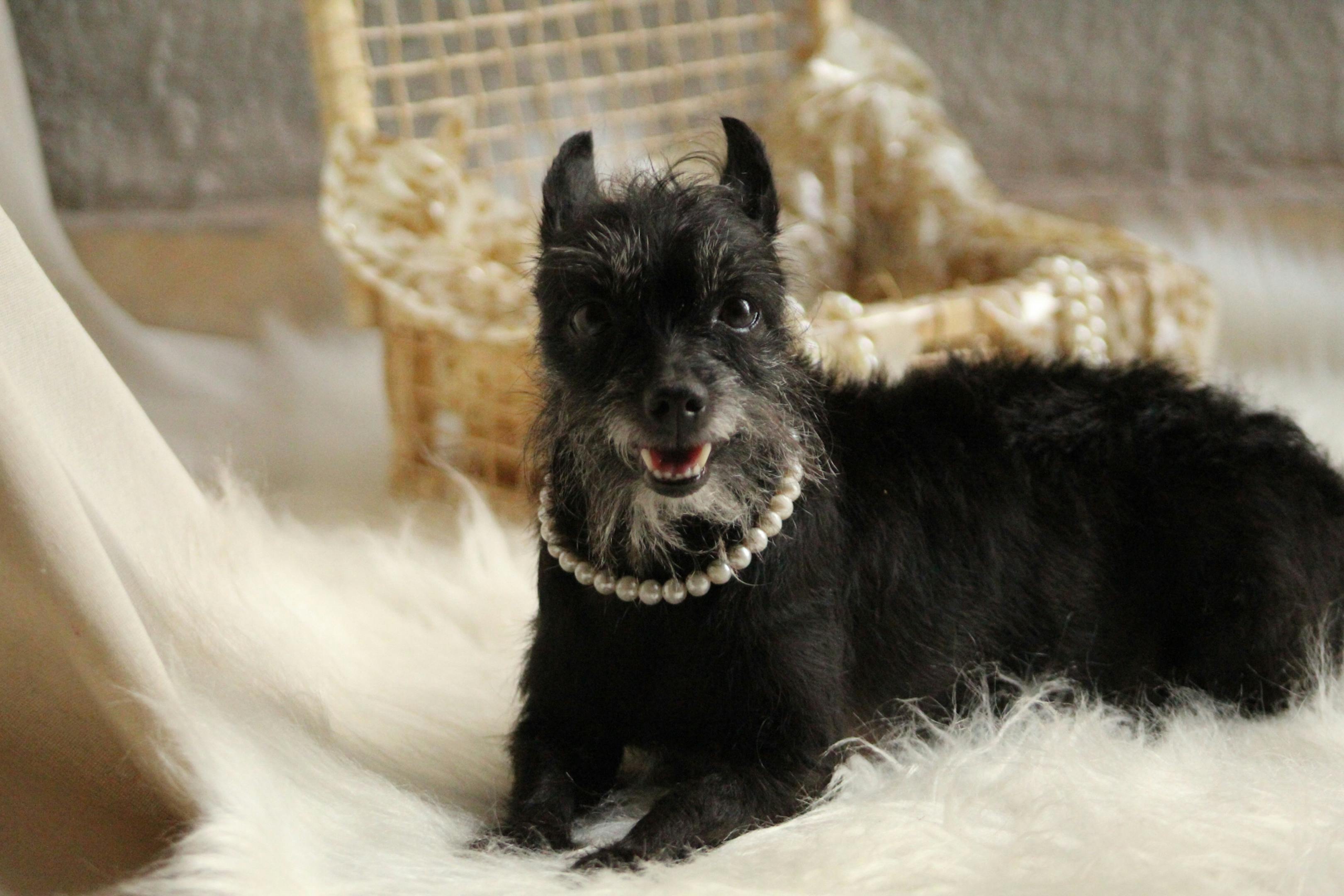 China Dog Grooming Supplies - Market Analysis, Forecast, Size, Trends and Insights — Photo by Wanas Rosa on Pexels