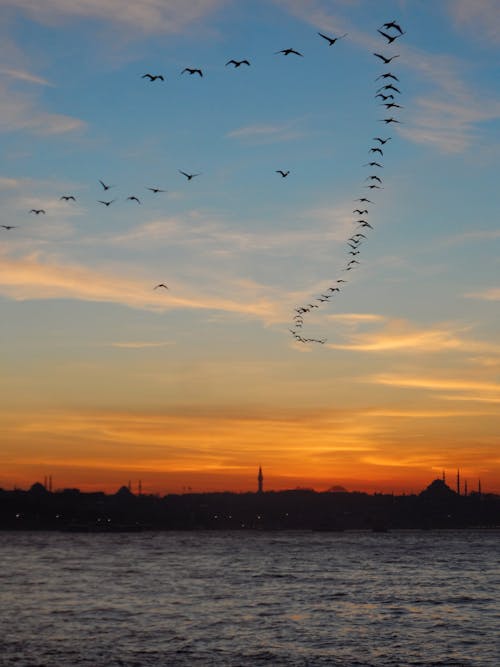 Flock of Birds Flying over Bosporus in Istanbul at Sunset