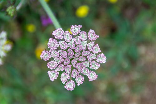 daucus carota, 배경이 흐린, 보라색 꽃의 무료 스톡 사진