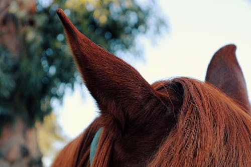 Gratuit Imagine de stoc gratuită din animal, cal, coamă Fotografie de stoc