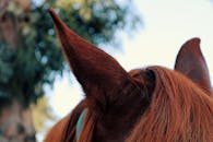 在自然光下，捕捉户外环境中马匹耳朵和鬃毛的细节