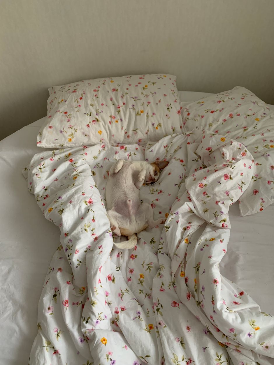 A small dog peacefully sleeping on a bed with floral-patterned bedding, creating a cozy atmosphere.