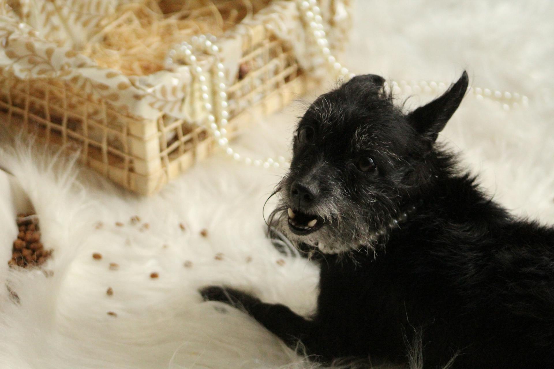 Dog and Jewelry