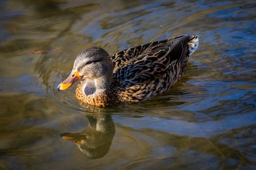 Free A detailed shot of a mallard duck gliding across the water surface, showcasing its vibrant plumage. Stock Photo