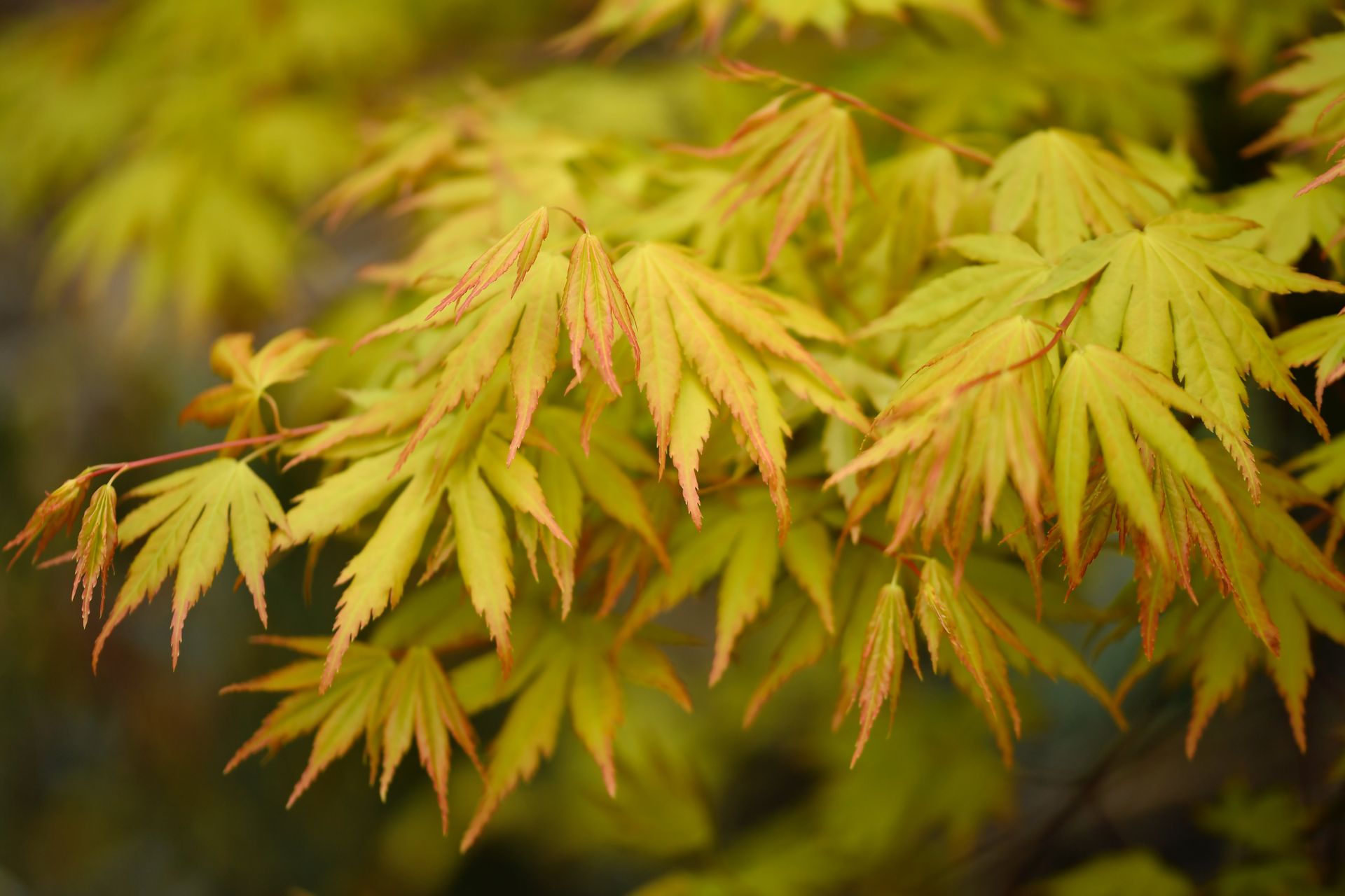 Detailed close-up of colorful autumn leaves on a Japanese maple tree.
