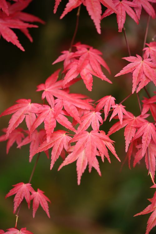 Free Close-up of vibrant red maple leaves in fall, showcasing natural beauty and autumn colors. Stock Photo