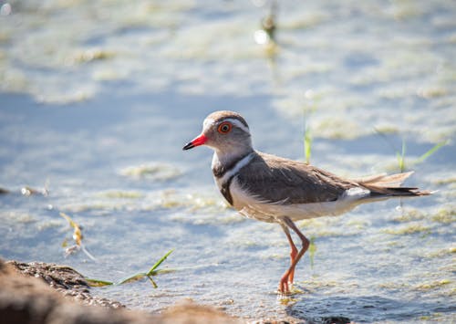 Ilmainen kuvapankkikuva tunnisteilla eläin, kolminauhainen plover, lähikuva