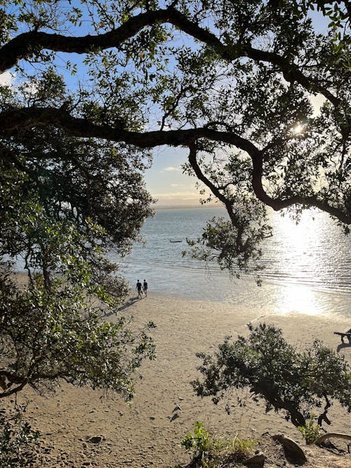 Immagine gratuita di auckland, in spiaggia, nuova zelanda