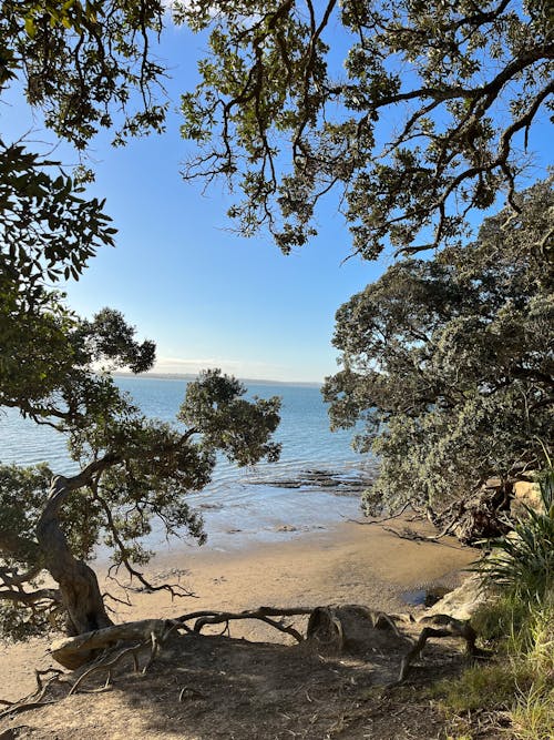 Immagine gratuita di auckland, bellezza della natura, bellezza nella natura