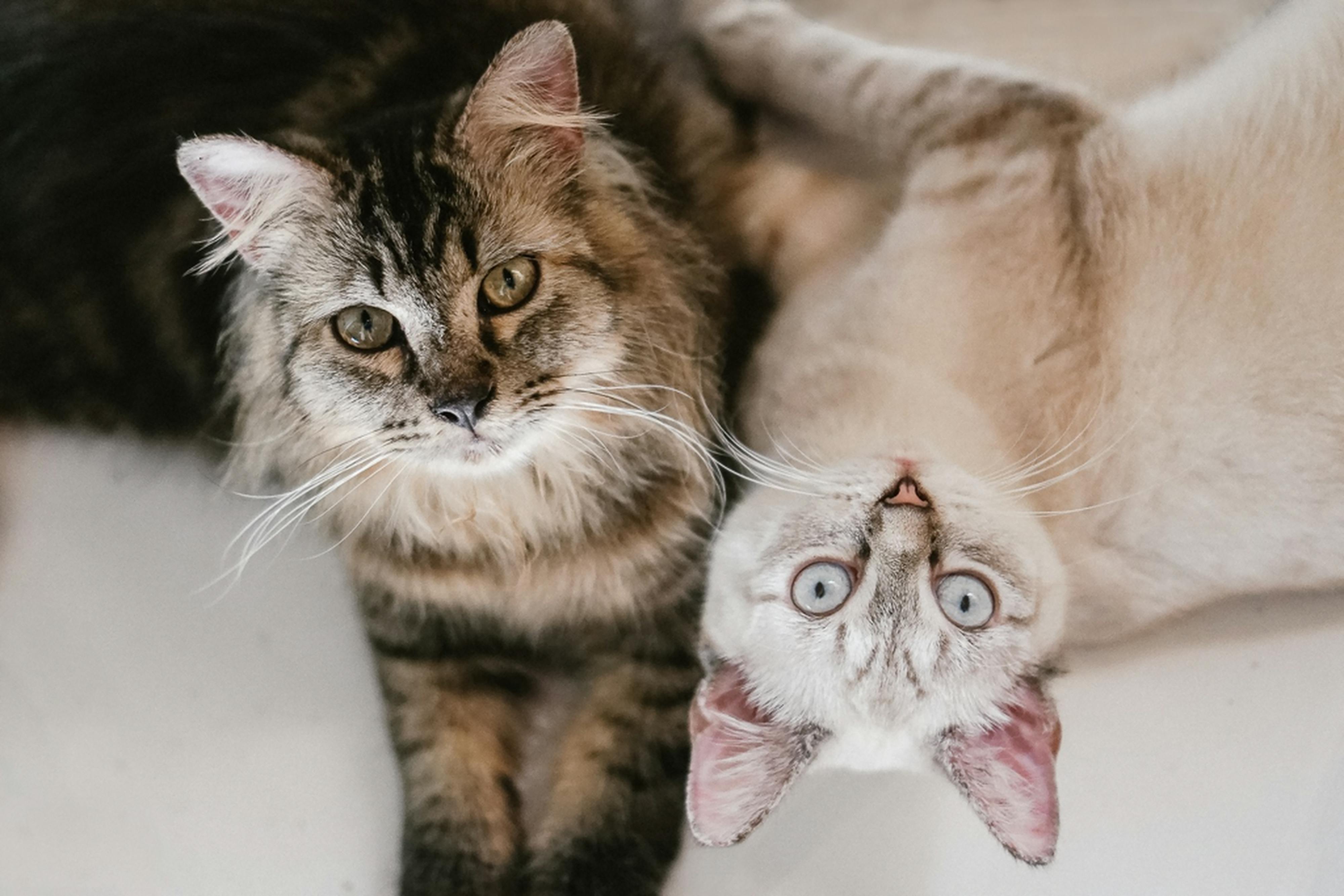 Best Pet Insurance for Multiple Pets of May 2026 — Photo by Kenneth Surillo on Pexels