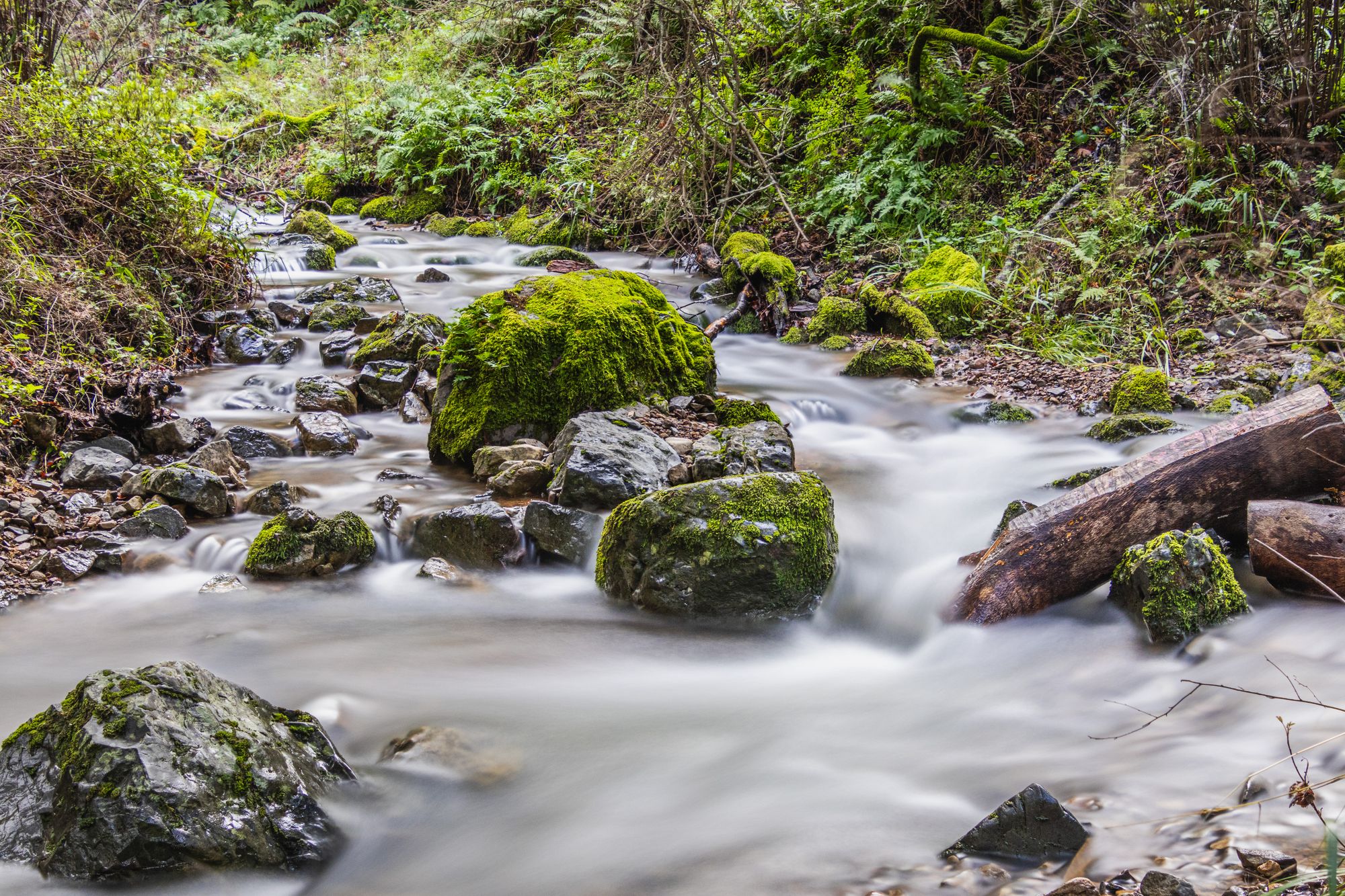 Clear-Cut Logging Can Make a 50-Year Flood Hit Every 3 Years
