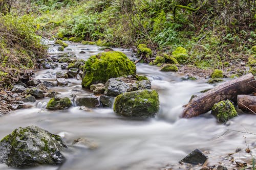 Free Rapid Stream with Moss on the Stones Stock Photo