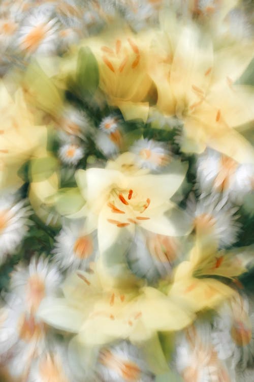 Immagine gratuita di avvicinamento, defocalizzato, fiori