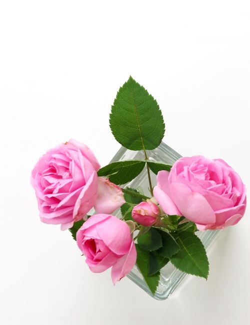 Free Elegant pink roses in a glass vase, captured from above on a white background. Stock Photo