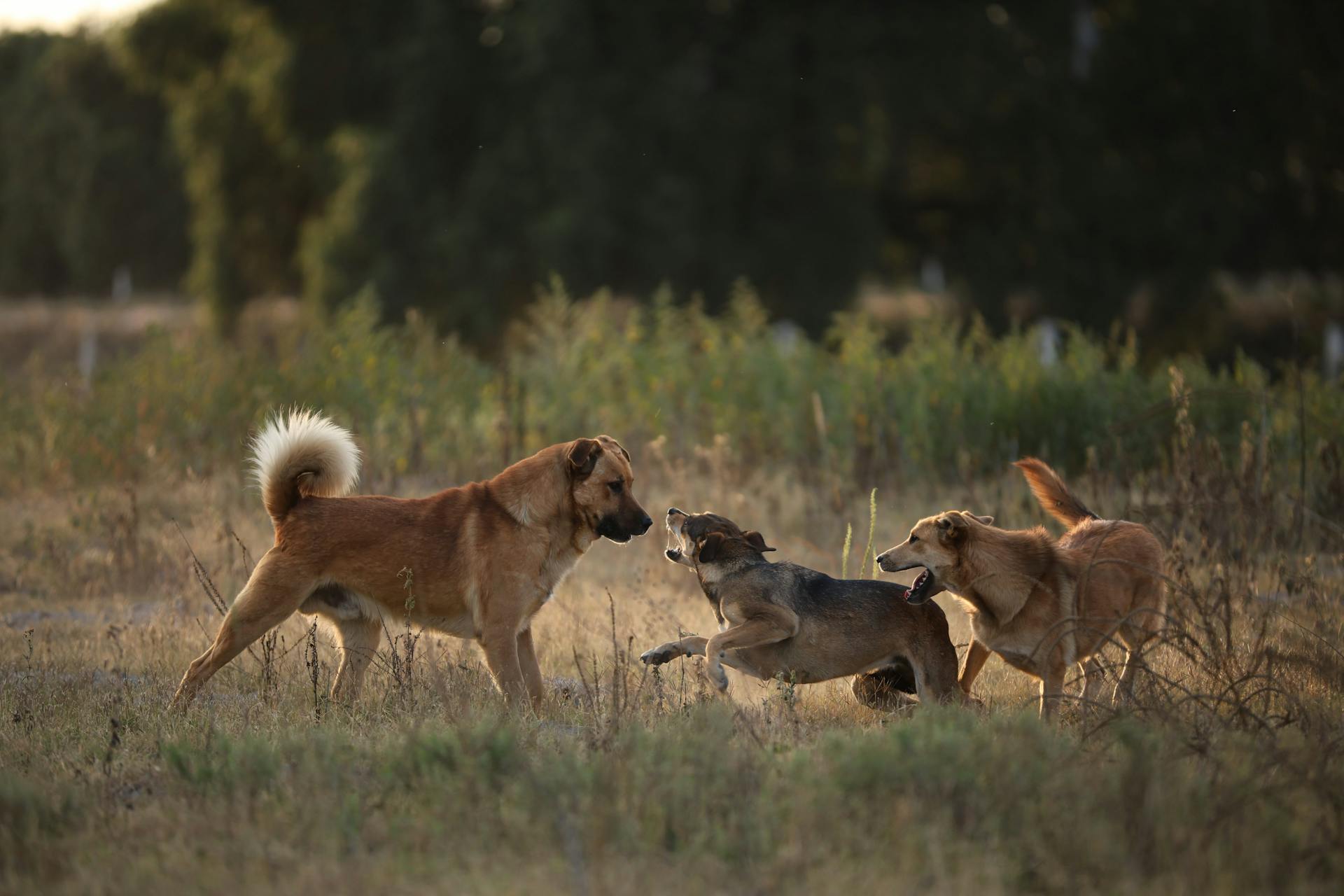 Dogs Running and Barking on a Field