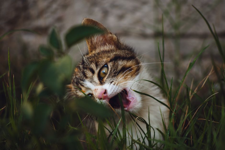 A close-up of a playful kitten biting grass outside, showcasing its curious nature.