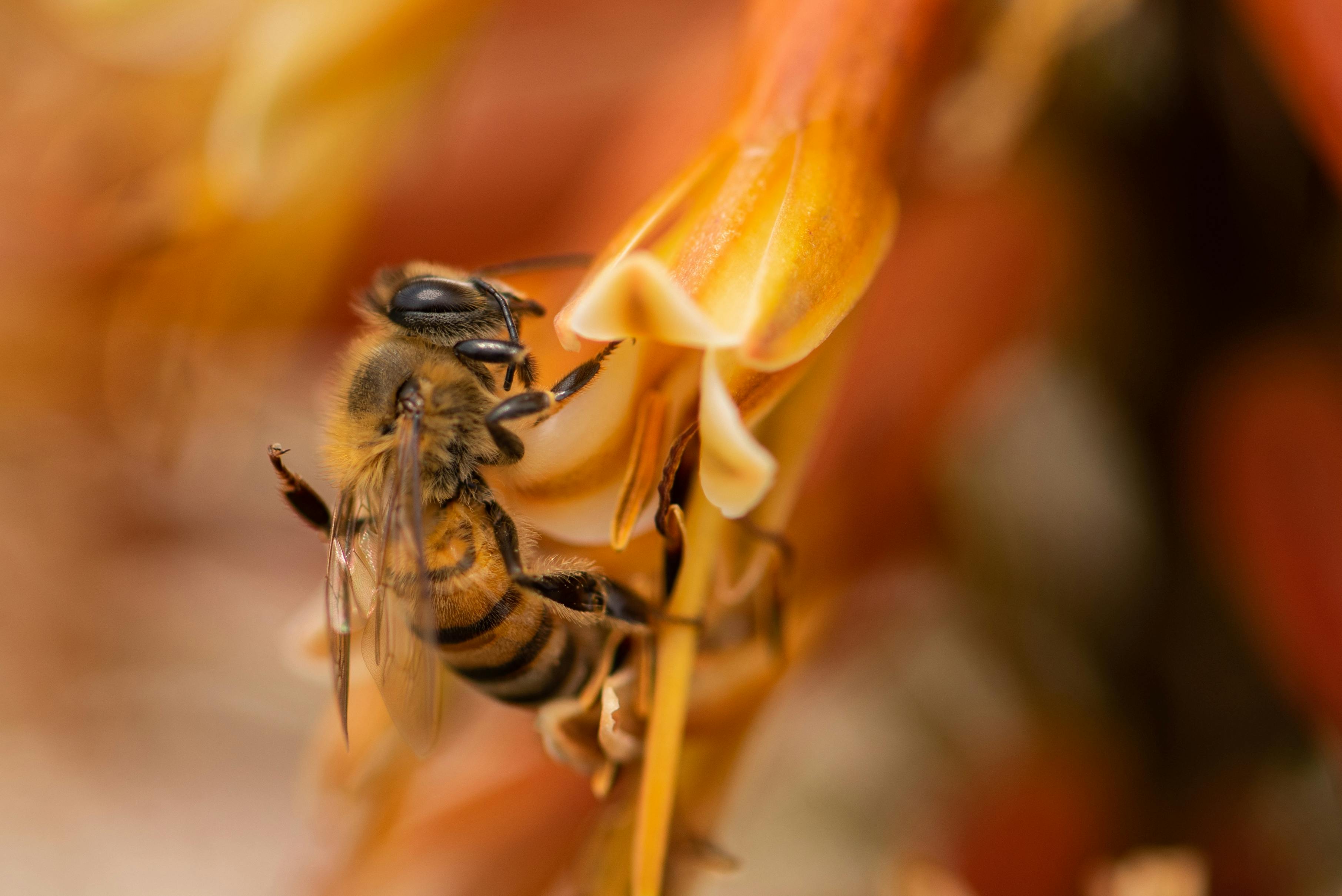 Close-up image of a bee pollinating a flower, showcasing nature's detail and beauty.