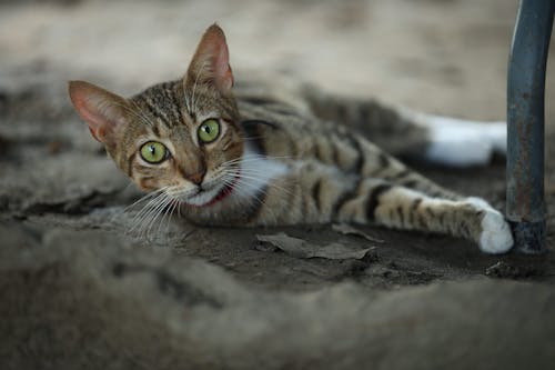 A Tabby Kitten Lying on the Ground