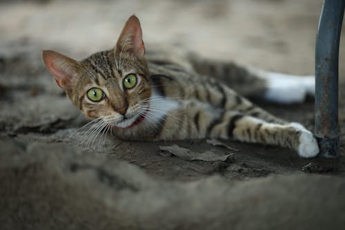 A cat laying on the ground