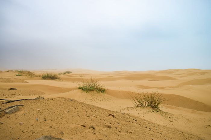 Sandy desert dunes