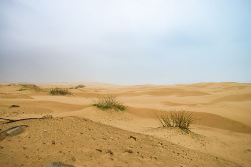 Free Wide shot of sandy desert dunes with patches of grass under a clear sky. Stock Photo