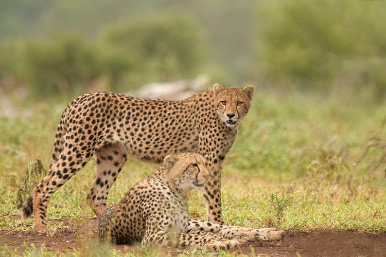 Brown Cheetah