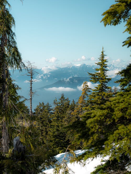 Scenic View of Mountains Seen from a Snowcapped Hill with Trees