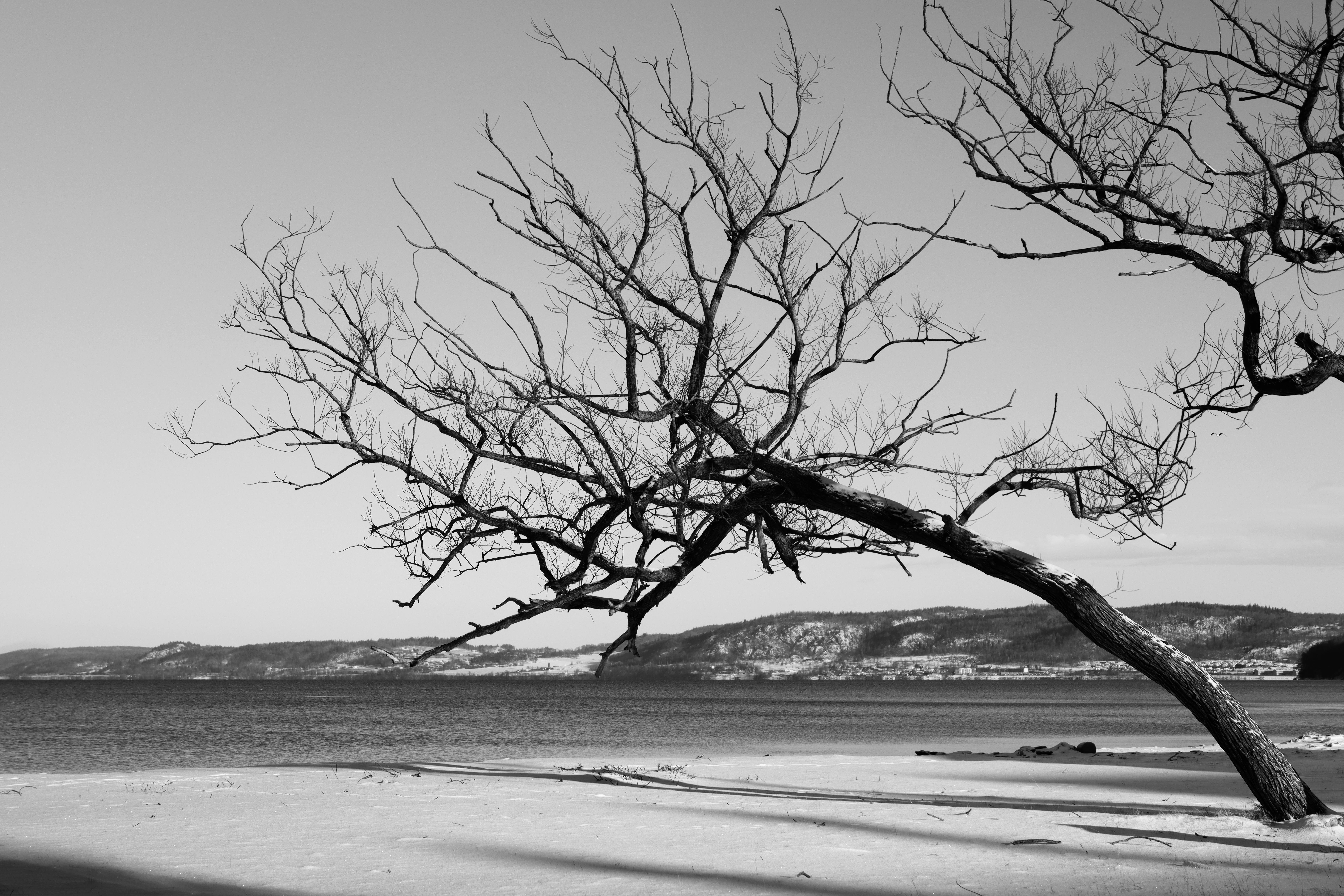 A solitary tree on a tranquil winter beach in Jönköping, Sweden, captured in black and white.