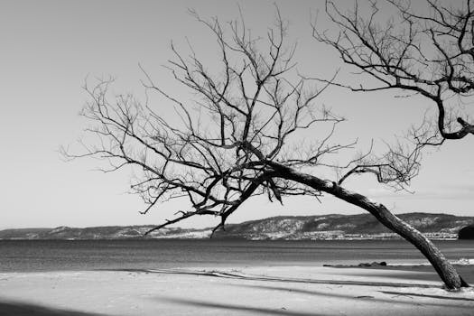 A solitary tree on a tranquil winter beach in Jönköping, Sweden, captured in black and white.