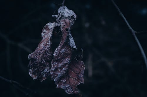 Foto profissional grátis de escuro, folha marrom, folha outonal
