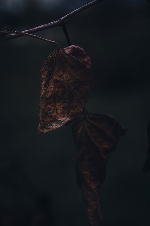 Foto profissional grátis de escuro, folha, folha marrom
