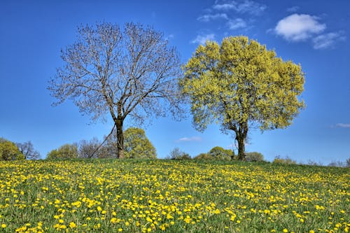 건초지, 나무, 노란 꽃의 무료 스톡 사진