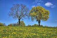 A serene spring landscape featuring dandelions and blossoming trees in Caniac-du-Causse, France.