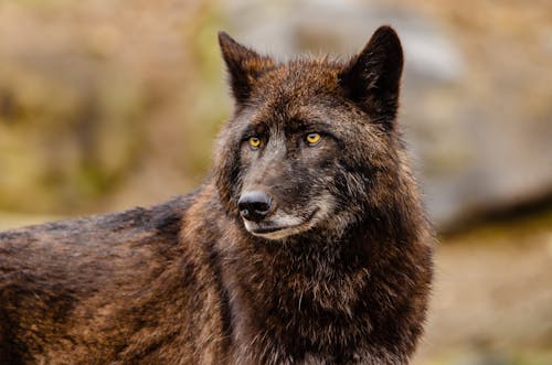 Бесплатное стоковое фото с 2020 обои, 4k фон, арктический волк