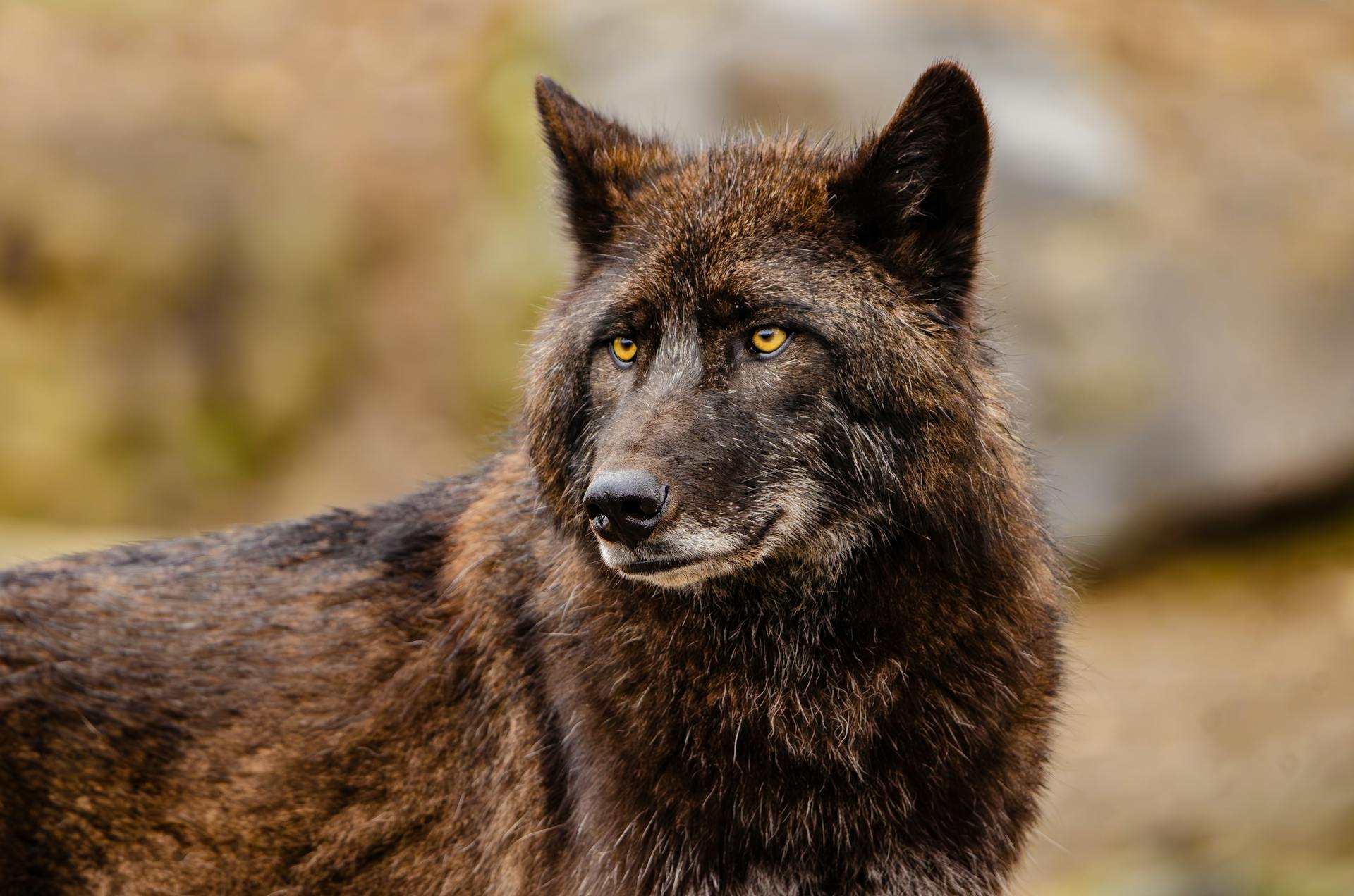 schwarzer Wolf mit leuchtenden Augen