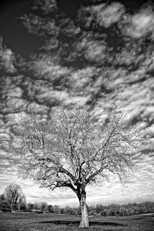 A black and white photo of a tree in a field