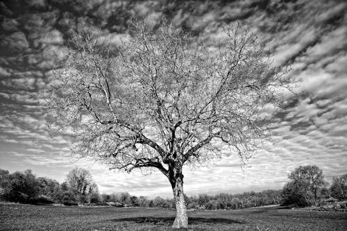 A black and white photo of a tree in a field