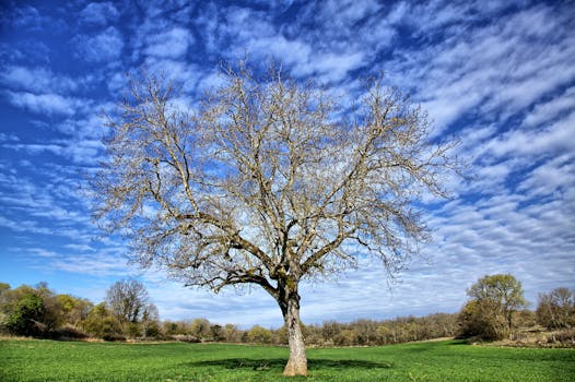 Scenic view of a lone bare tree in Caniac-du-Causse, Occitanie, France.