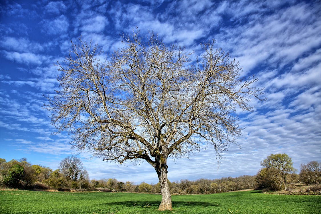 Bare Tree in Countryside