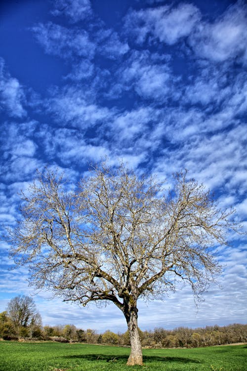 Foto profissional grátis de campina, céu nublado, natureza
