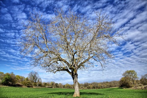 Photo of a Tree on a Meadow in the Countryside 