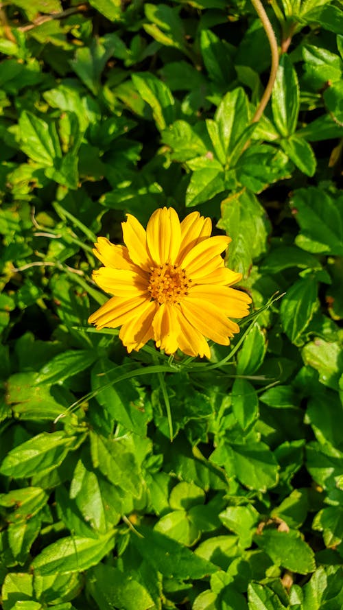 Foto profissional grátis de cor amarela, flor, flor amarela