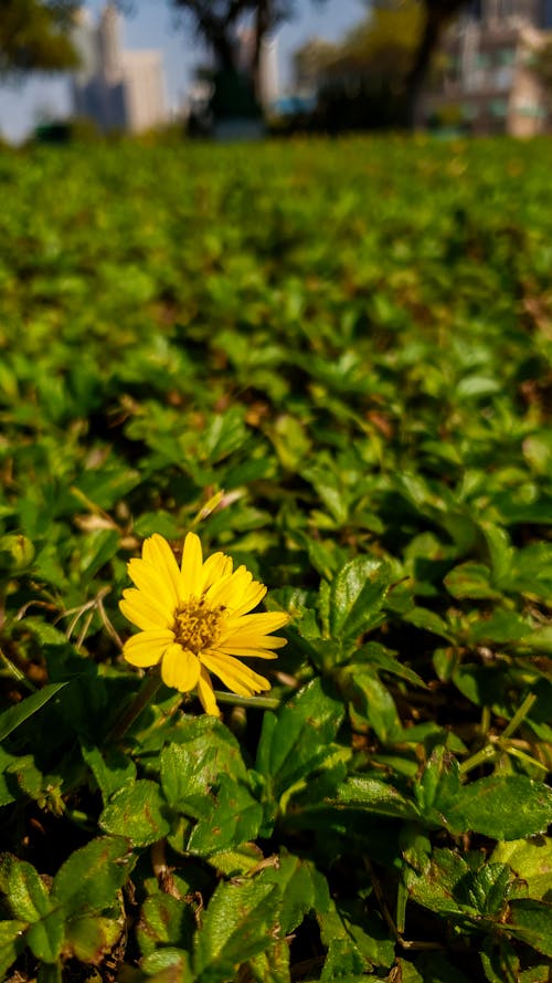 Foto profissional grátis de cor amarela, flor, flor amarela