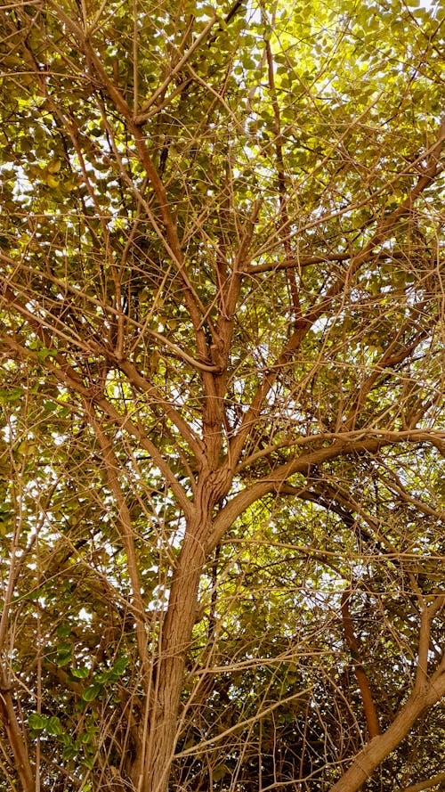 ağaç, Ağaç dalları, kahverengi ağaçlar içeren Ücretsiz stok fotoğraf