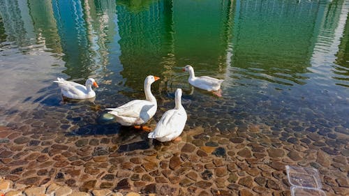 Foto profissional grátis de água, lago, patos