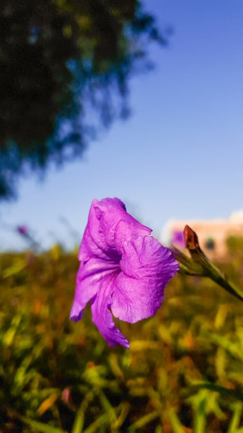 Foto profissional grátis de flor, flor lilás