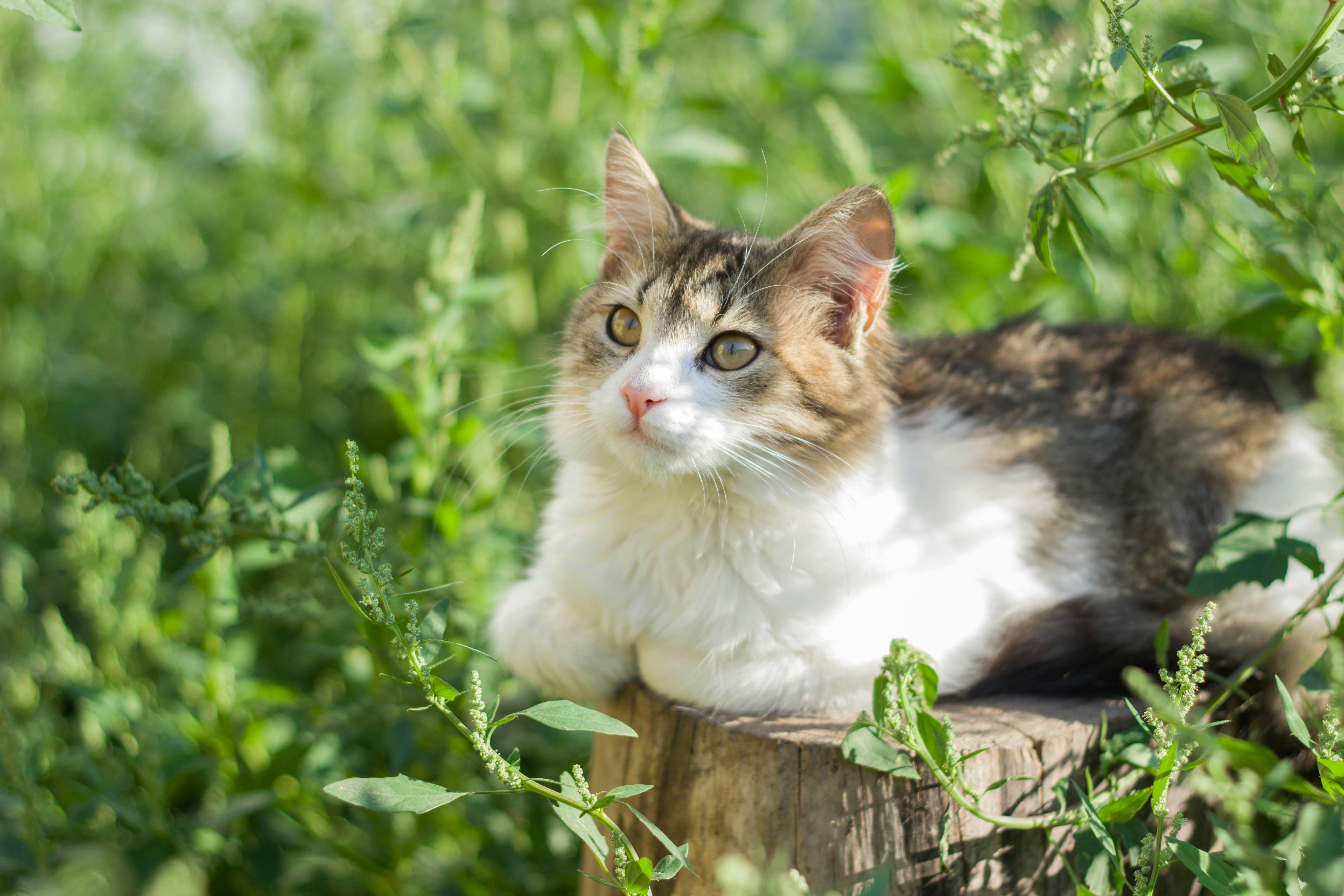 a cat sitting on top of a wooden stump in the grass