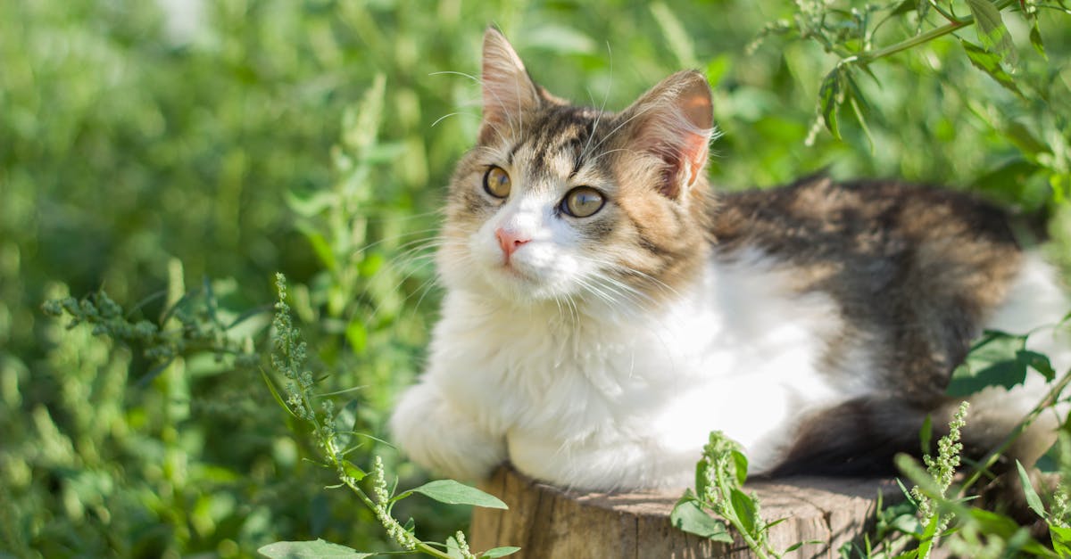 A cat sitting on top of a wooden stump in the grass